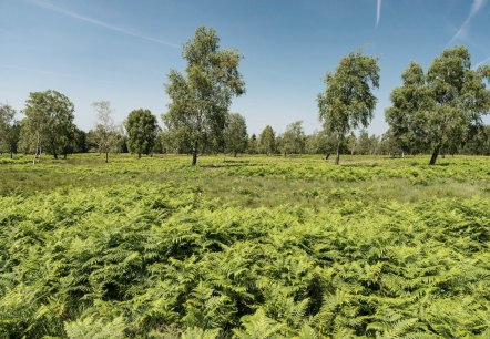 Blick in die Struffelt Heide, © Eifel Tourismus GmbH/D. Ketz Blick in die Struffelt Heide, © Eifel Tourismus GmbH/D. Ketz
