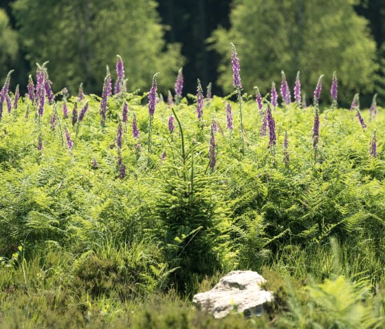 Foxglove on the Struffeltroute hiking trail, © Eifel Tourismus GmbH/D. Ketz