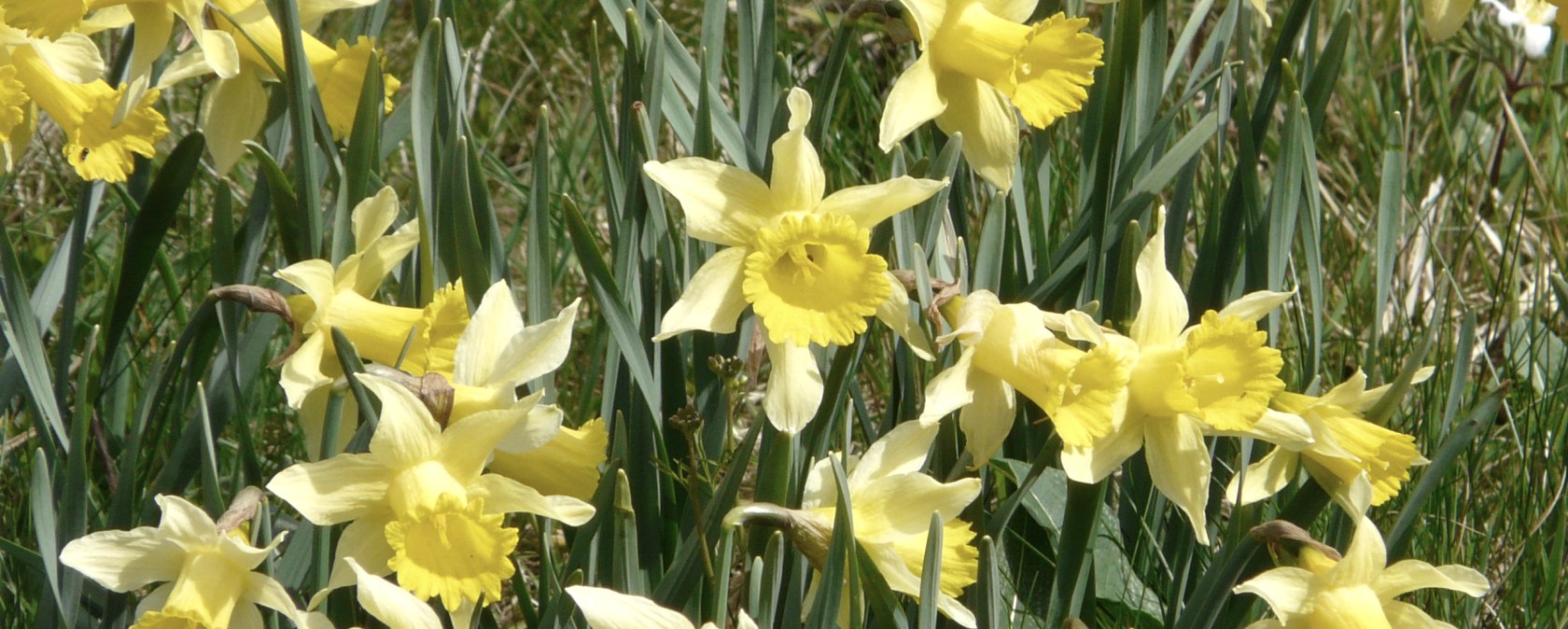 Narcissen in de Perlenbachvallei, © Monschau-Touristik