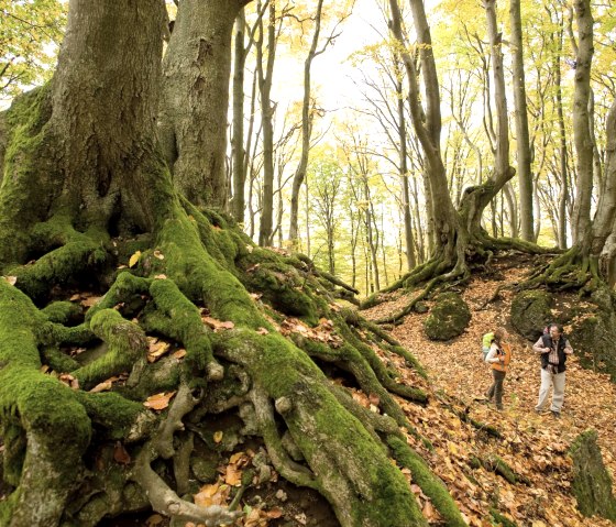 Herfstig beukenbos bij de Nerother Kopf op de Eifelsteig, © Rheinland-Pfalz Tourismus, D. Ketz