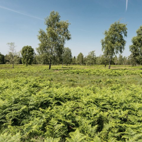 Uitzicht op de Struffelt Heide, © Eifel Tourismus GmbH/D. Ketz
