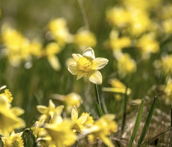 Wilde gele narcissen op de narcissenroute, © Städteregion Aachen, Dominik Ketz