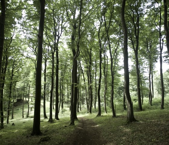 Idyllischer Wald am Nerother Kopf, © Rheinland-Pfalz Tourismus, D. Ketz