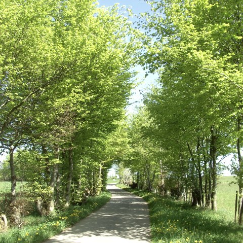 hedges, © Gemeinde Simmerath G. Scheidt