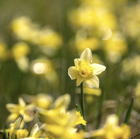 Narzissenwiesen im Perlenbachtal, © Städteregion Aachen, Dominik Ketz