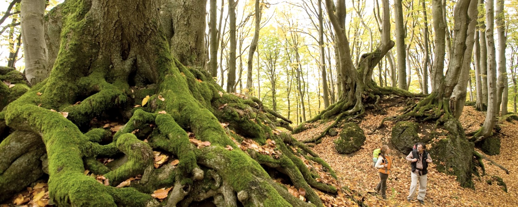 Der Herbstwald auf der Etappe 10 des Eifelsteigs, © Rheinland-Pfalz Tourismus/D. Ketz