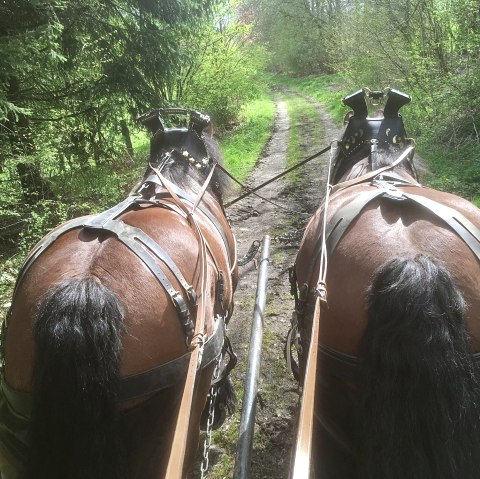 Horses, © Gottfried Carls