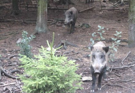 Wildschweine im Schwarzwildpark, © Archiv der StädteRegion Aachen