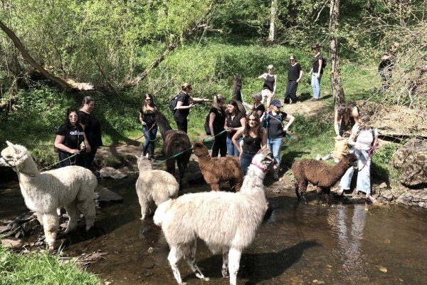 Alpaca's & lama's bij hun badplaats