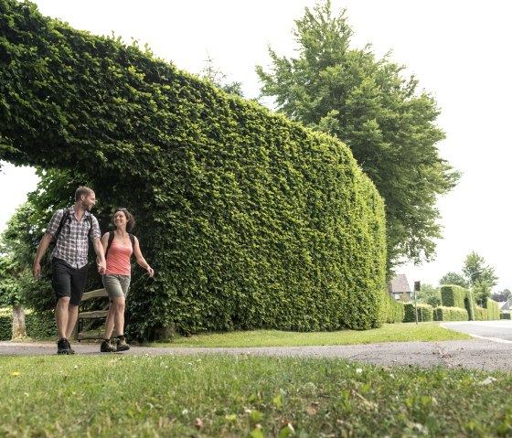 Beech hedges in Monschau-Höfen, © Eifel Tourismus GmbH, D. Ketz