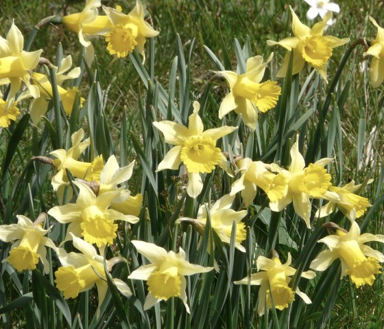 Narcissen in de Perlenbachvallei, © Monschau-Touristik