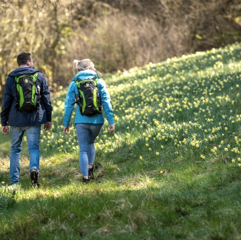 Randonneurs près des prairies de narcisses, © Eifel Tourismus GmbH, Dominik Ketz