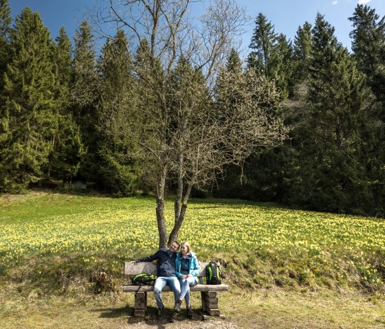 Narcissenroute met bloeiende weiden, © Städteregion Aachen, Dominik Ketz